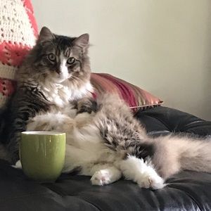 Meet your Posher, Hollie